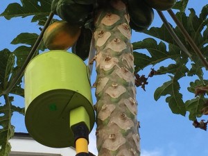 picking papayas