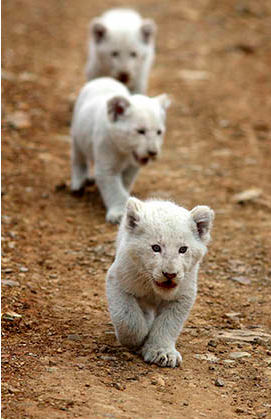Soooo cute! Very rare white lion cubs in the wild in Africa
